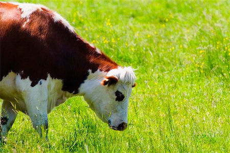 simsearch:693-03303717,k - Cow grazing in a field, Loire Valley, France Stock Photo - Premium Royalty-Free, Code: 625-02928143