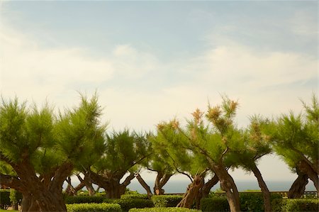 Arbres dans un jardin, Biarritz, Pays Basque, Pyrénées-Atlantiques, Aquitaine, France Photographie de stock - Premium Libres de Droits, Code: 625-02928161