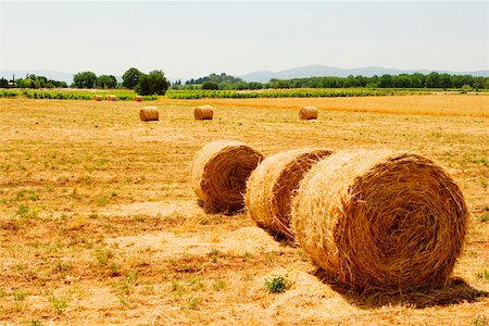 Hay bales in a field, Siena Province, Tuscany, Italy Foto de stock - Sin royalties Premium, Código: 625-02928177