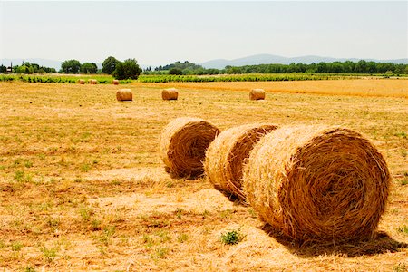 simsearch:625-02927698,k - Hay bales in a field, Siena Province, Tuscany, Italy Foto de stock - Sin royalties Premium, Código: 625-02928177