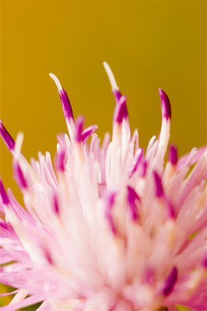 simsearch:625-02928129,k - Close-up of a flower, Cinque Terre National Park, La Spezia, Liguria, Italy Stock Photo - Premium Royalty-Free, Code: 625-02928316