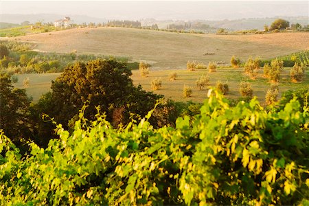 simsearch:625-02928247,k - High angle view of a vineyard, Siena Province, Tuscany, Italy Foto de stock - Sin royalties Premium, Código: 625-02928381