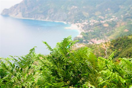 simsearch:625-02928106,k - Close-up of a tree top with a sea in the background, Ligurian Sea, Italian Riviera, Monterosso al Mare, Cinque Terre, La Spezia, Liguria, Italy Foto de stock - Sin royalties Premium, Código: 625-02928546