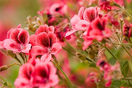 simsearch:625-02928253,k - Gros plan de fleurs, Parc National des Cinque Terre, La Spezia, Ligurie, Italie Photographie de stock - Premium Libres de Droits, Code: 625-02928563