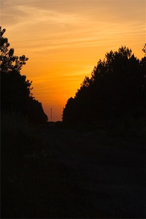 simsearch:625-02927854,k - Silhouette of trees at sunset, Bordeaux, Aquitaine, France Foto de stock - Sin royalties Premium, Código: 625-02928650