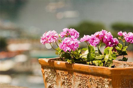 Gros plan de fleurs en pot, Sorrento, péninsule de Sorrente, Province de Naples, Campanie, Italie Photographie de stock - Premium Libres de Droits, Code: 625-02928704