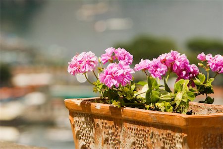 Close-up of potted plant, Sorrento, Sorrentine Peninsula, Naples Province, Campania, Italy Fotografie stock - Premium Royalty-Free, Codice: 625-02928704