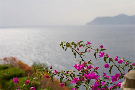 Fleurs au bord de la mer, la Riviera italienne, Parc National des Cinque Terre, Mar Ligure, Cinque Terre, La Spezia, Ligurie, Italie Photographie de stock - Premium Libres de Droits, Code: 625-02928711