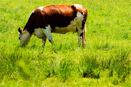 simsearch:693-03303717,k - Cow grazing in a field, Loire Valley, France Stock Photo - Premium Royalty-Free, Code: 625-02928751