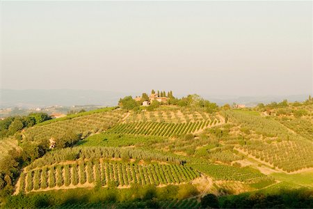 simsearch:625-02928247,k - High angle view of a vineyard, Siena Province, Tuscany, Italy Foto de stock - Sin royalties Premium, Código: 625-02928772