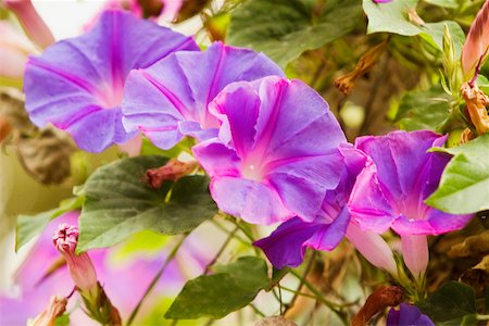 simsearch:625-02928453,k - Close-up of flowers, Positano, Amalfi Coast, Salerno, Campania, Italy Foto de stock - Sin royalties Premium, Código: 625-02928819