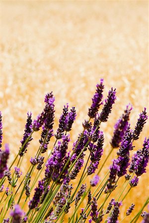 Lavender flowers in a field, Siena Province, Tuscany, Italy Stock Photo - Premium Royalty-Free, Code: 625-02928849