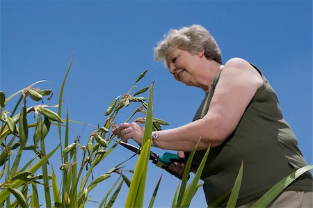 Low angle view of a senior woman cutting plants with hedge clippers Foto de stock - Sin royalties Premium, Código: 625-02931028