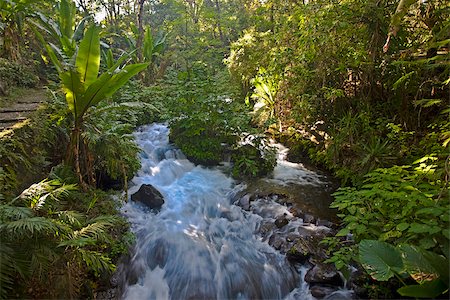 simsearch:625-02928658,k - Stream flowing through a forest, Barranca Del Cupatitzio National Park, Uruapan, Michoacan State, Mexico Stock Photo - Premium Royalty-Free, Code: 625-02933300