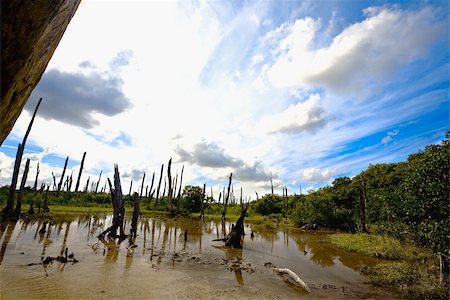 Petrified trees in water, Tampeten, Celestun, Yucatan, Mexico Foto de stock - Sin royalties Premium, Código: 625-02933325