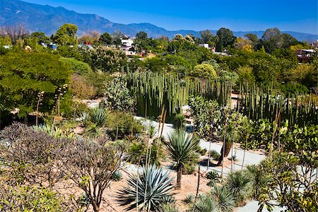 High angle view of plants and trees, Santo Domingo, Oaxaca, Oaxaca State, Mexico Foto de stock - Sin royalties Premium, Código: 625-02933351