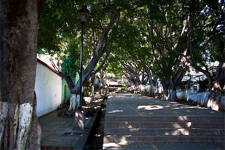 simsearch:625-02933747,k - Trees along a path, Cerro Del Fortin, Oaxaca, Oaxaca State, Mexico Fotografie stock - Premium Royalty-Free, Codice: 625-02933447