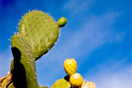 espinhoso - Close-up of a Prickly Pear cactus, Real De Catorce, San Luis Potosi, Mexico Foto de stock - Royalty Free Premium, Número: 625-02933648