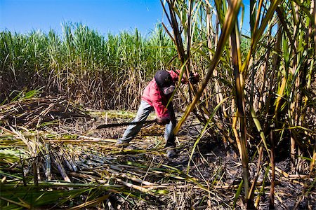 sugar cane field - Farmer harvesting sugar canes in a field, Tamasopo, San Luis Potosi, San Luis Potosi State, Mexico Stock Photo - Premium Royalty-Free, Code: 625-02933710