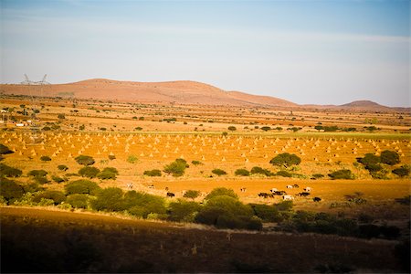 simsearch:625-01753433,k - High angle view of cattle in a farm, Zacatecas State, Mexico Foto de stock - Sin royalties Premium, Código: 625-02933796