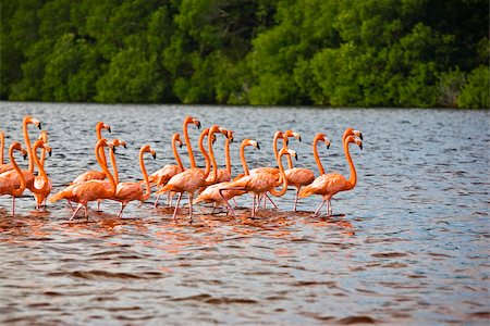 Flock of Ria De Celestun birds in water, Yucatan, Mexico Stock Photo - Premium Royalty-Free, Code: 625-02933830