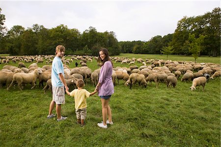 simsearch:628-07072359,k - Family and flock of sheep in meadow, Munich, Bavaria, Germany Stock Photo - Premium Royalty-Free, Code: 628-05817242