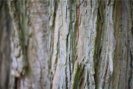 stabilité - Bark of a tree Stock Photo - Premium Royalty-Free, Code: 628-05817261