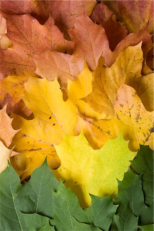 season change - Leaves in autumn Stock Photo - Premium Royalty-Free, Code: 628-05817262