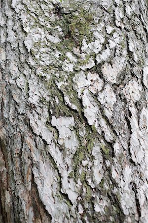 simsearch:614-06311730,k - Bark of a tree Foto de stock - Royalty Free Premium, Número: 628-05817275