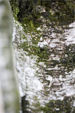 Bark of a tree Foto de stock - Sin royalties Premium, Código: 628-05817270