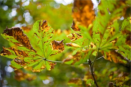 simsearch:689-03733014,k - Leaves on tree in autumn Foto de stock - Sin royalties Premium, Código: 628-05817272