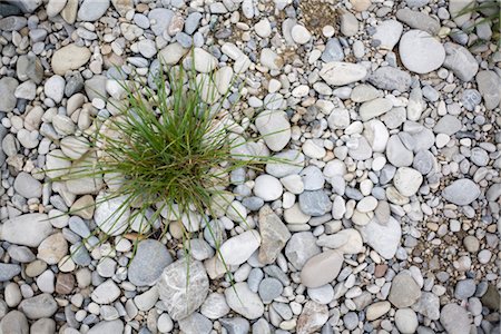 Grass emerging from stony soil Stock Photo - Premium Royalty-Free, Code: 628-05817285