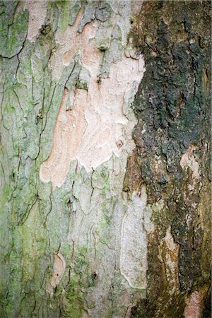 estable - Écorce d'un arbre Photographie de stock - Premium Libres de Droits, Code: 628-05817288