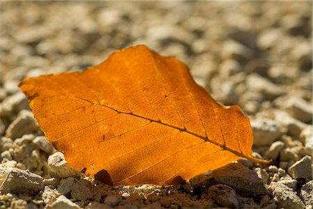 simsearch:400-03947078,k - Brown leaf lying on earth Stock Photo - Premium Royalty-Free, Code: 628-05817283