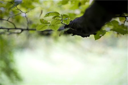 depth of field - Tree with green leaves Stock Photo - Premium Royalty-Free, Code: 628-05817294