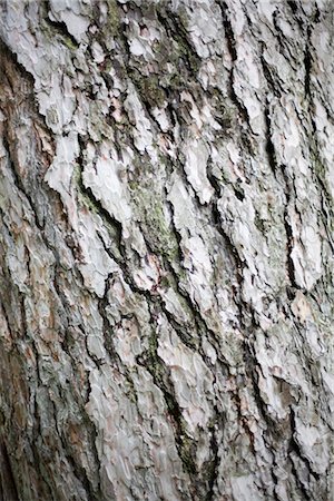 simsearch:614-06311730,k - Bark of a tree Foto de stock - Royalty Free Premium, Número: 628-05817291