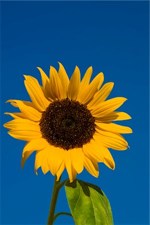sun flowers sky - Sunflower Stock Photo - Premium Royalty-Free, Code: 628-05817303