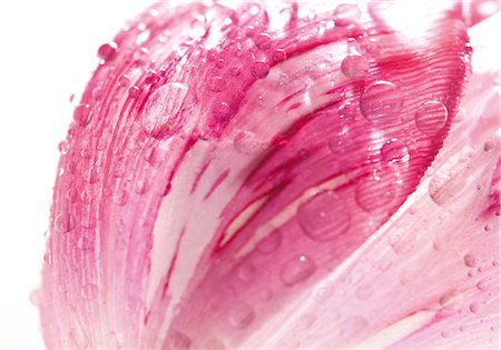 rosée - Pétale d'une tulipe, macro Photographie de stock - Premium Libres de Droits, Code: 628-05817454