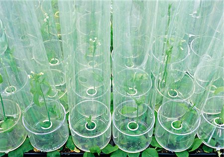 Glasses with seedlings in laboratory Foto de stock - Royalty Free Premium, Número: 628-05817909