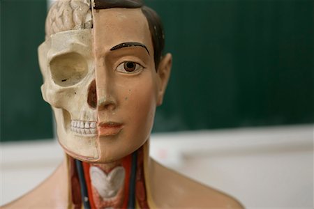 An anatomical model Stock Photo - Premium Royalty-Free, Code: 628-00920638