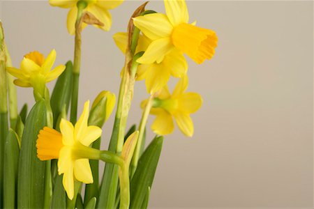 daffodil flower - Daffodils, close-up Stock Photo - Premium Royalty-Free, Code: 628-00920692