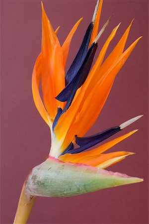simsearch:628-01279012,k - Close-up of bird-of-paradise Flower, Single Object, Object Fotografie stock - Premium Royalty-Free, Codice: 628-01278157