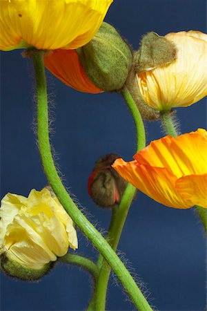 simsearch:628-01278649,k - Close-up of poppies Stock Photo - Premium Royalty-Free, Code: 628-01278178