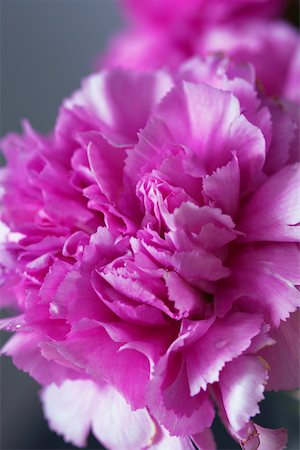 peony - Close-up of peony Foto de stock - Sin royalties Premium, Código: 628-01278179