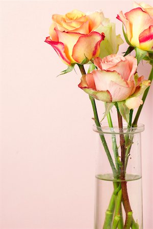 simsearch:628-01279012,k - Roses in a vase Fotografie stock - Premium Royalty-Free, Codice: 628-01278300