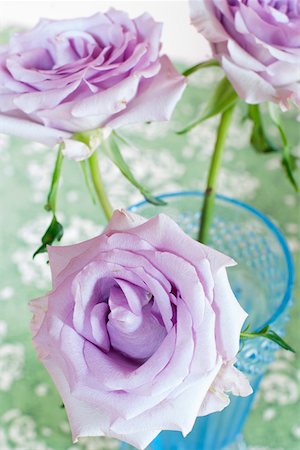 simsearch:614-07032085,k - Violet roses Stock Photo - Premium Royalty-Free, Code: 628-01278403