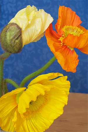 simsearch:628-01278649,k - Poppies, close-up Stock Photo - Premium Royalty-Free, Code: 628-01278435