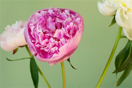 peonies vase - Close-up of peonies Stock Photo - Premium Royalty-Free, Code: 628-01278483