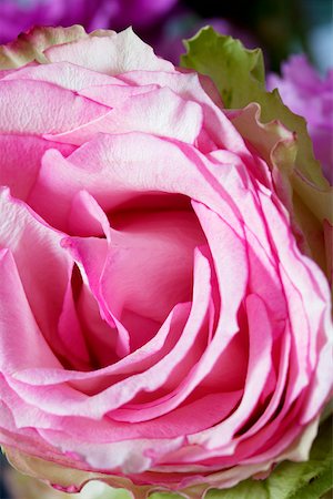 simsearch:628-01278403,k - Close-up of a pink rose Fotografie stock - Premium Royalty-Free, Codice: 628-01278626