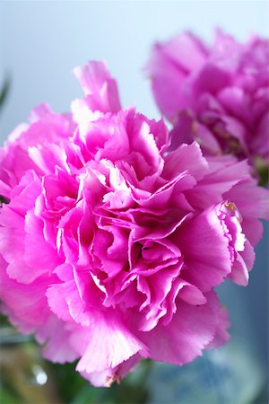 simsearch:628-01278649,k - Close-up of a peony Fotografie stock - Premium Royalty-Free, Codice: 628-01278710